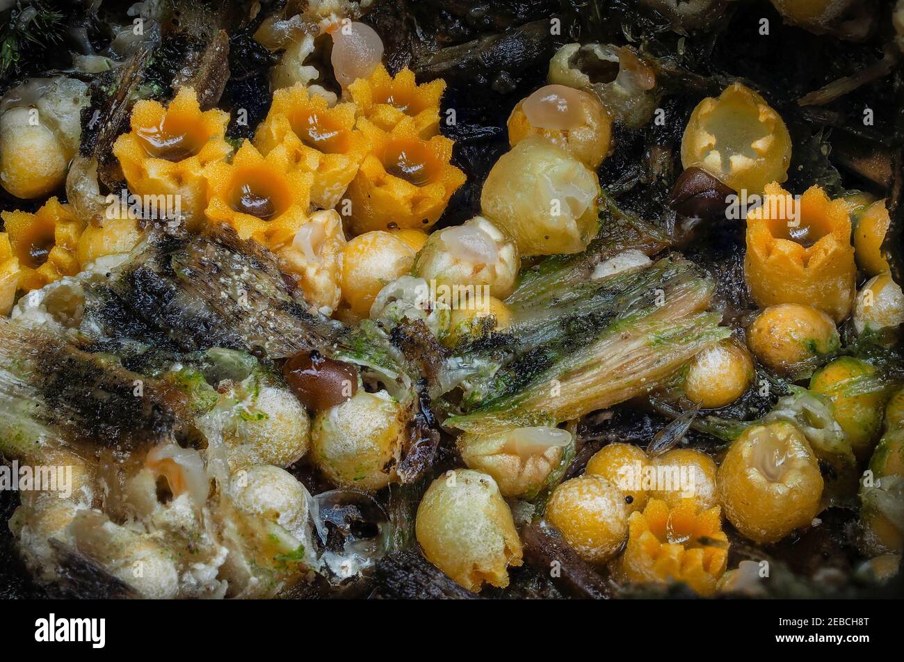 The Sphaerobolus stellatus is an inedible mushroom , an intresting photo Stock Photo
