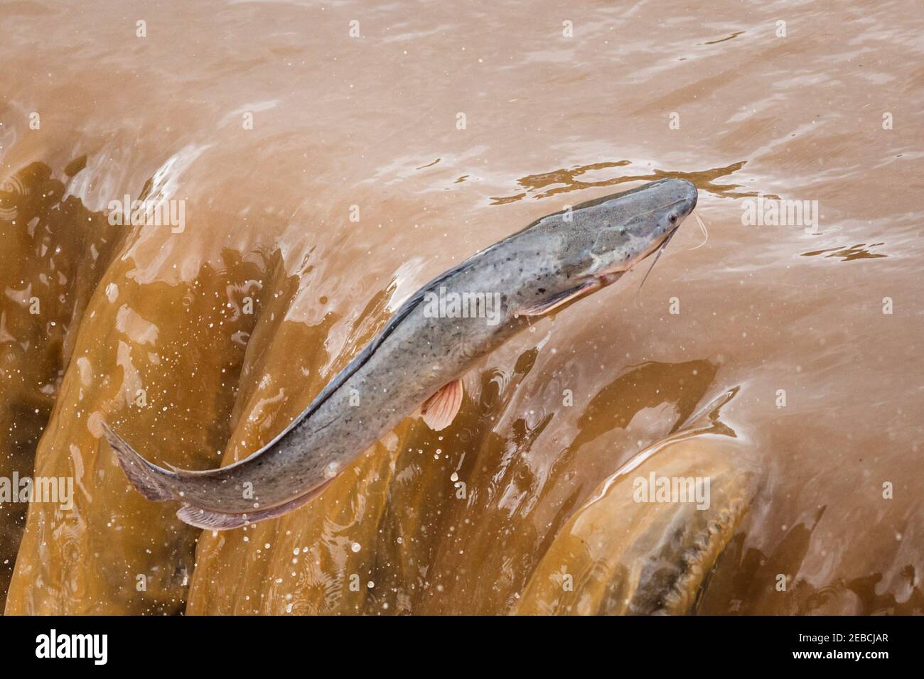 Sharp-tooth Catfish, Clarias gariepinus, leaping, up water flowing over low weir following heavy rains, Kruger National Park, South Africa Stock Photo