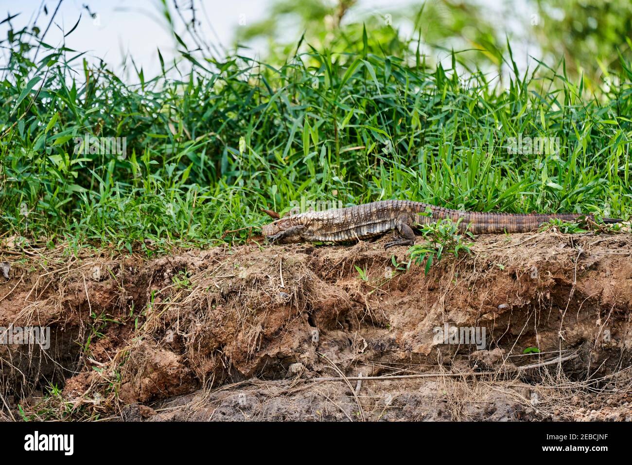 Dracaena paraguayensis, the Paraguay caiman lizard, a species of lizard in the family Teiidae, resting on the river bank of the Cuiaba river in the Pa Stock Photo
