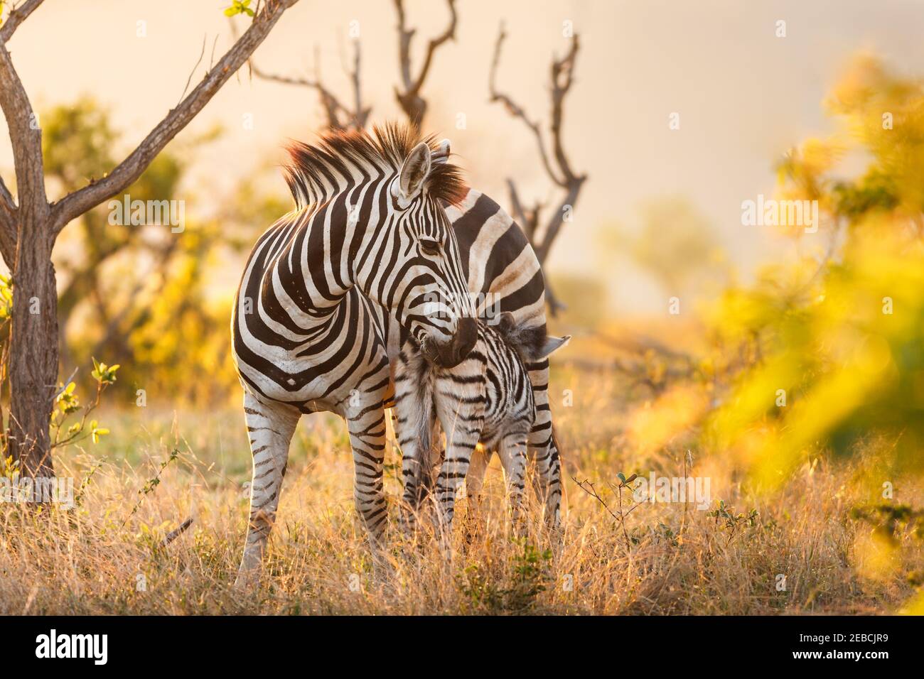 Burchell's Zebra, Equus burchelli, mother and suckling baby, Berg-en-Dal Area, Malelane District, Kruger National Park, South Africa Stock Photo