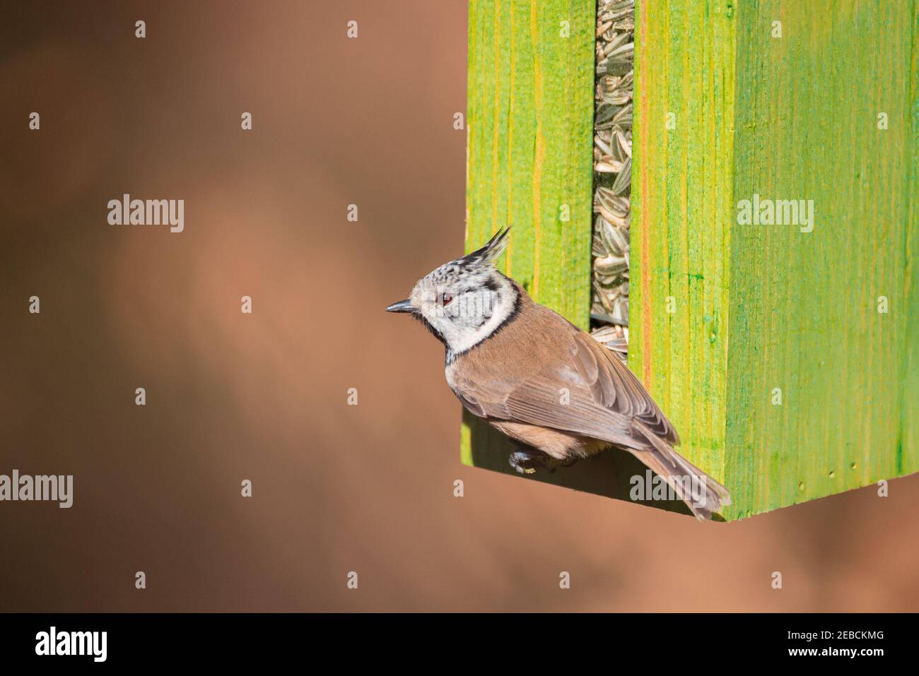 European Crested Tit (Lophophanes cristatus) Sitting on a Bird Feeder Stock Photo