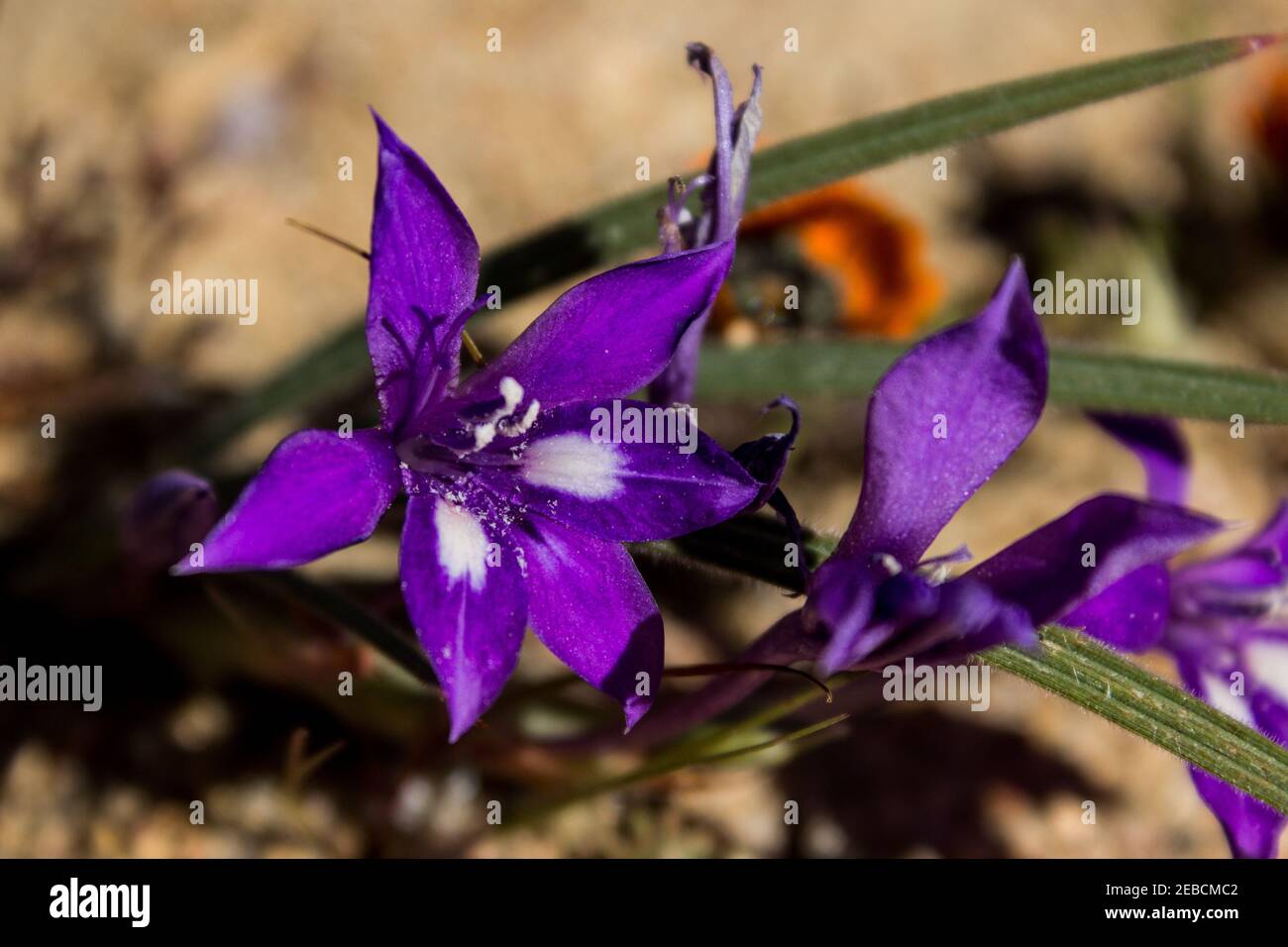 The low growing South African Iris, Babiana curviscapa, known as the Baboon Flower Stock Photo