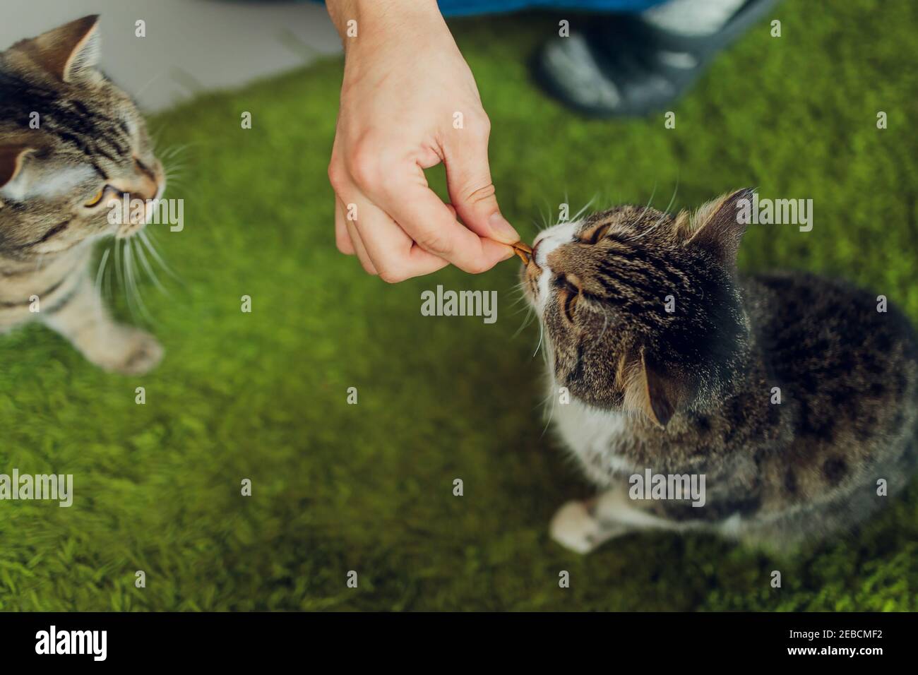 Domestic life with pet. Young man gives his cat meat snack Stock Photo