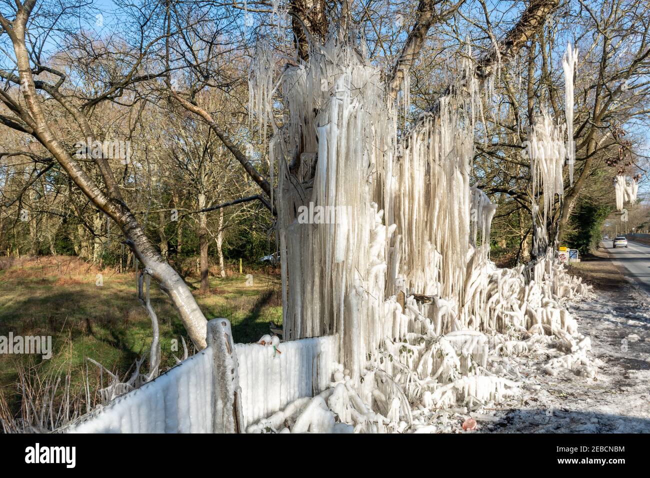 Icicles and ice formations on roadside trees during a cold spell known as the Beast from the East in Hampshire, UK, during winter, mid February 2021 Stock Photo