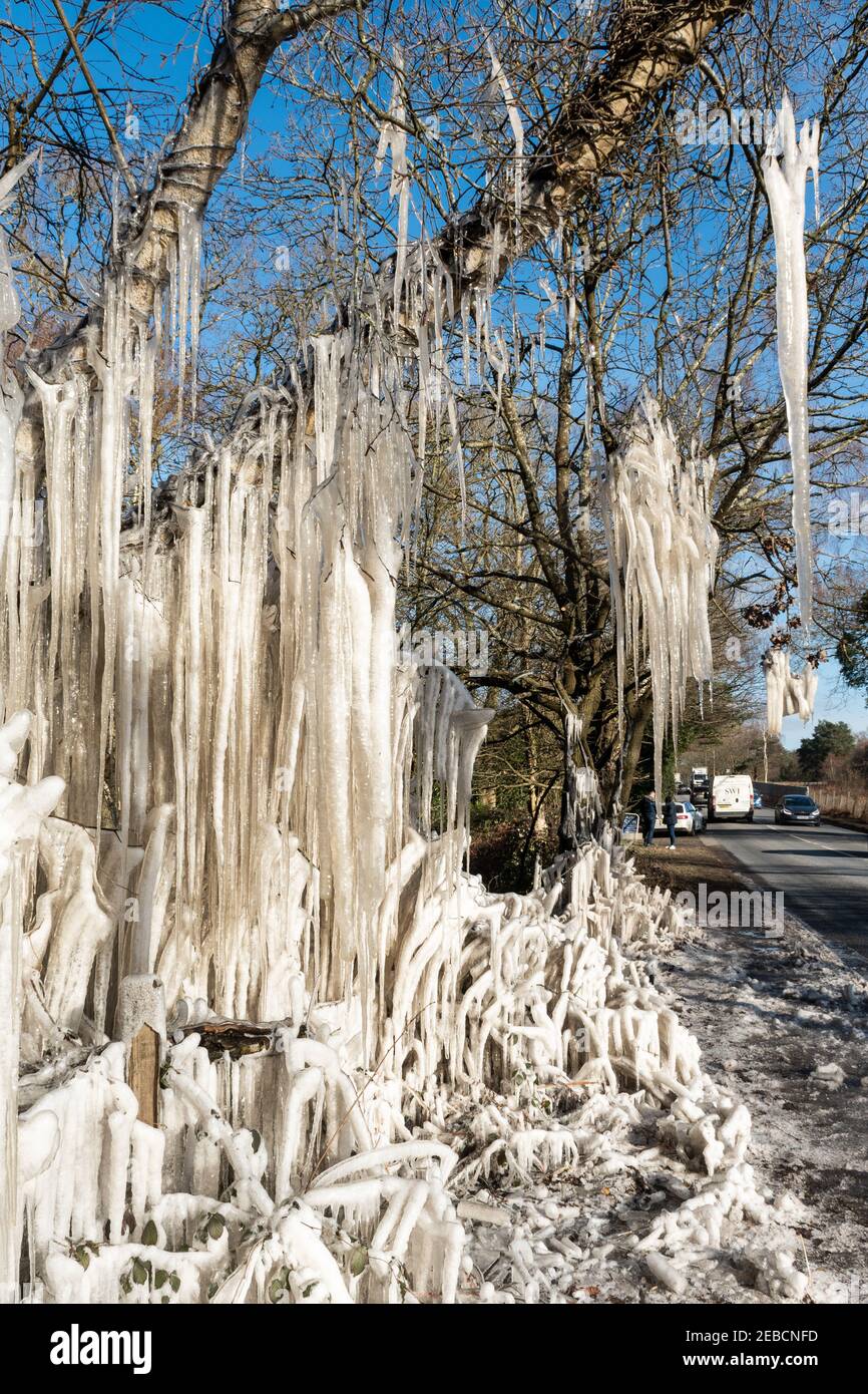 Icicles and ice formations on roadside trees during a cold spell known as the Beast from the East in Hampshire, UK, during winter, mid February 2021 Stock Photo