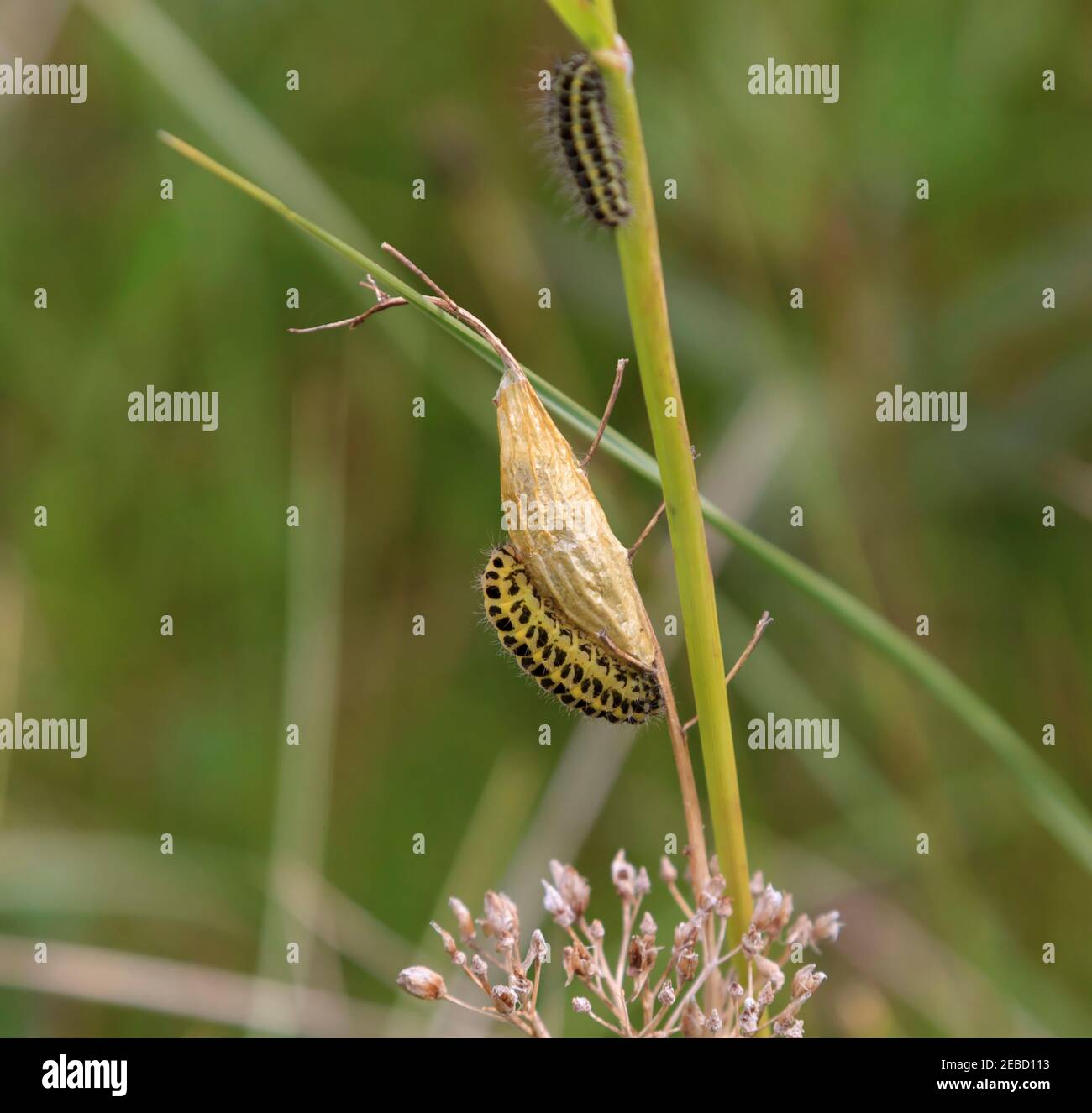 English caterpillar hi-res stock photography and images - Alamy