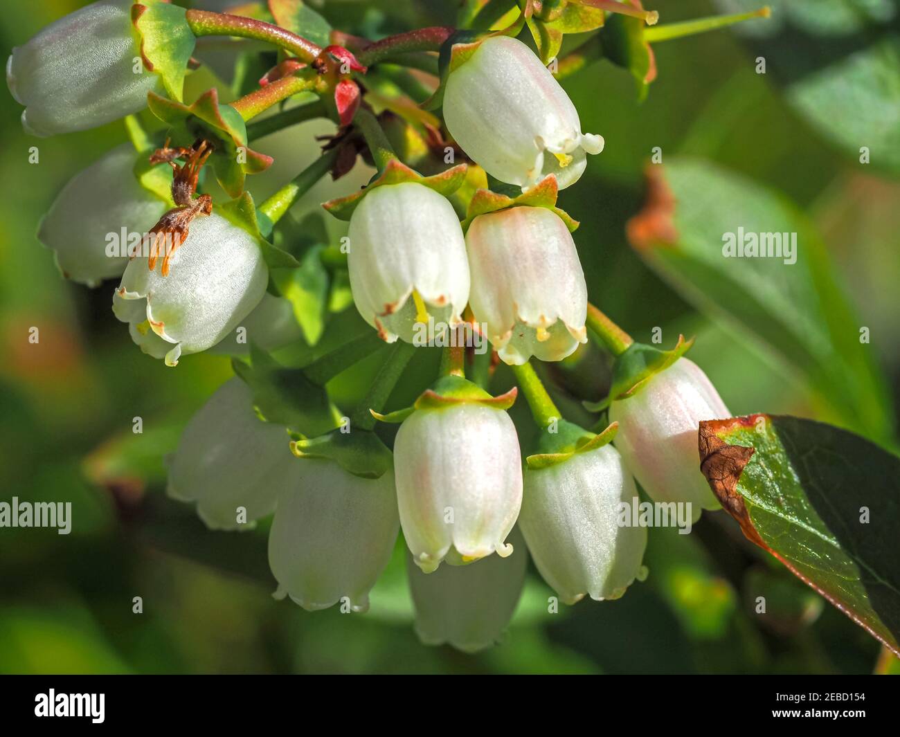 Pretty little white flowers and green leaves on a blueberry bush, Vaccinium, in spring Stock Photo