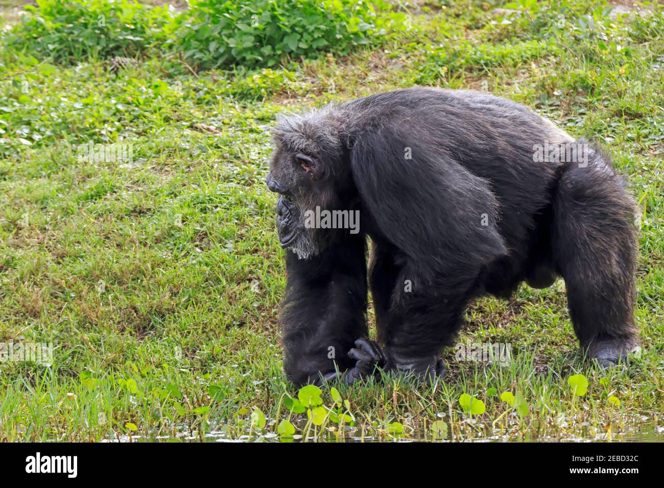 Common chimpanzee, Pan troglodytes, male Stock Photo