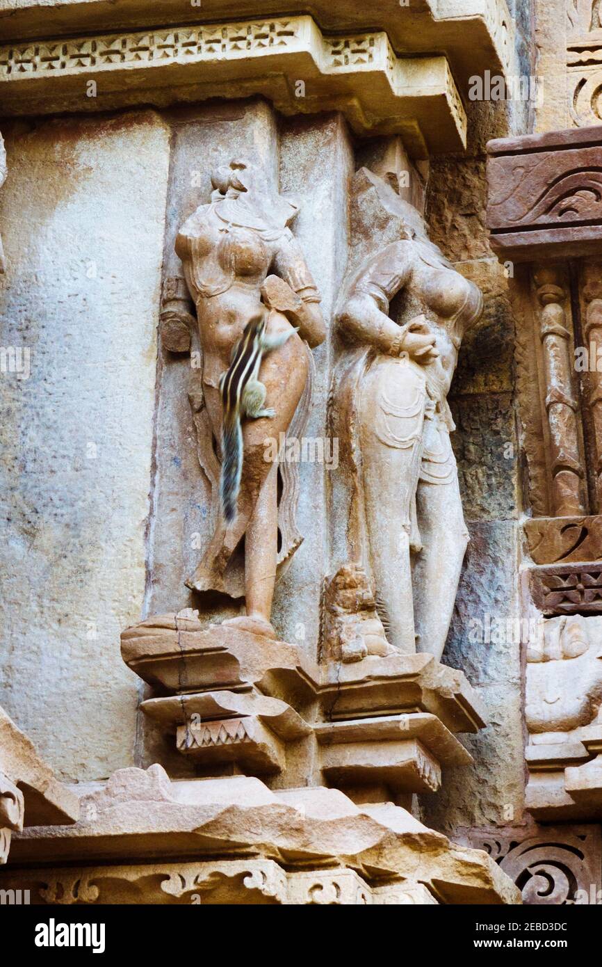 Khajuraho, Madhya Pradesh, India : A squirrel climbs on a surasundari (celestial beauty) relief carving in the in the 11th-century Chitragupta temple Stock Photo