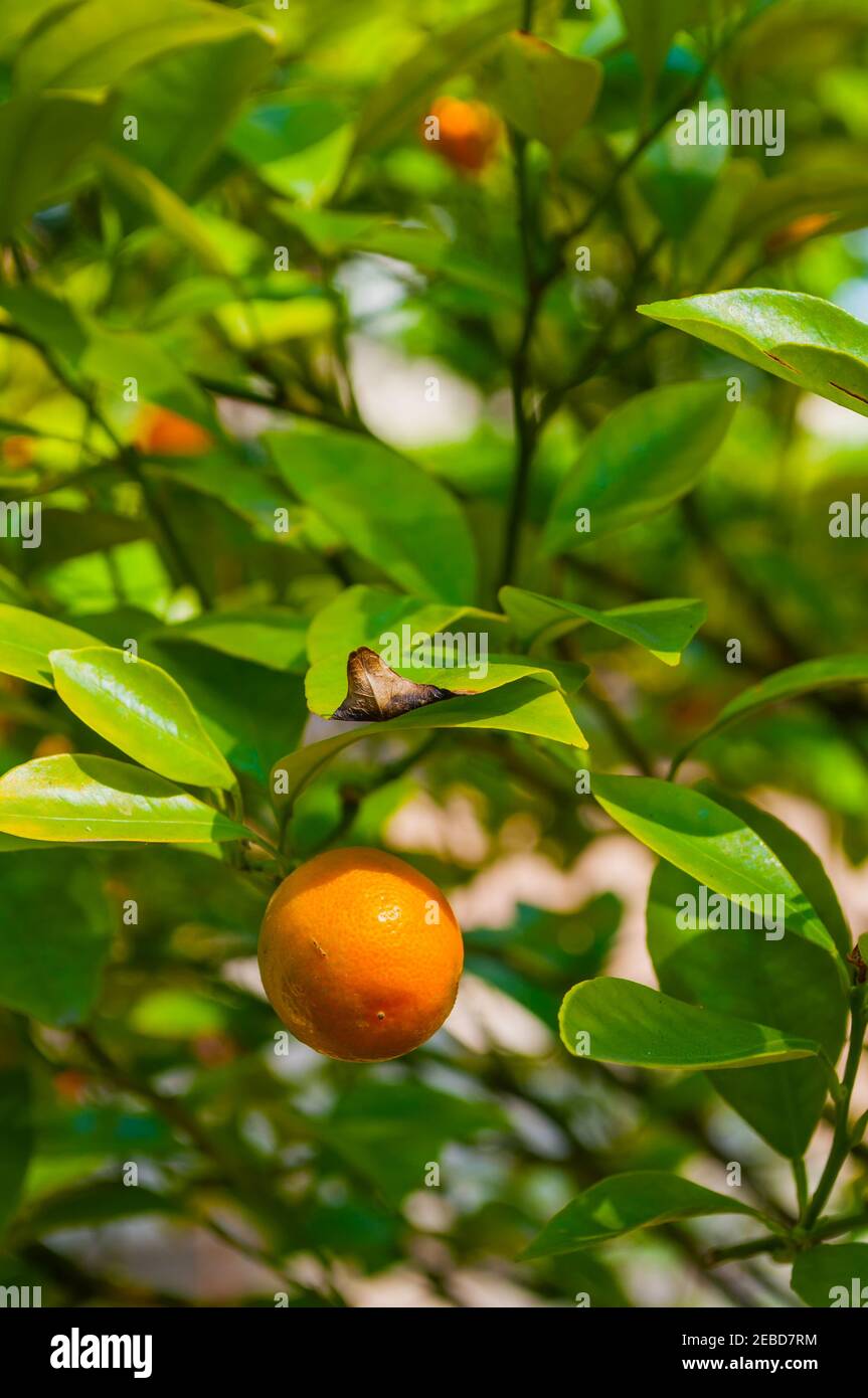 Kumquat fruits in summer garden, closeup. Fortunella japonica kumquats Stock Photo