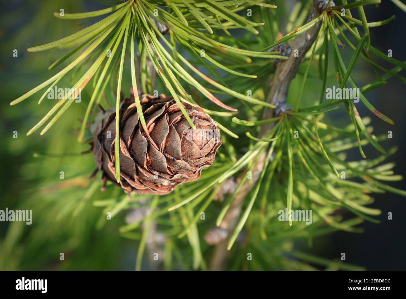 Top view of a cone on a larch tree Stock Photo