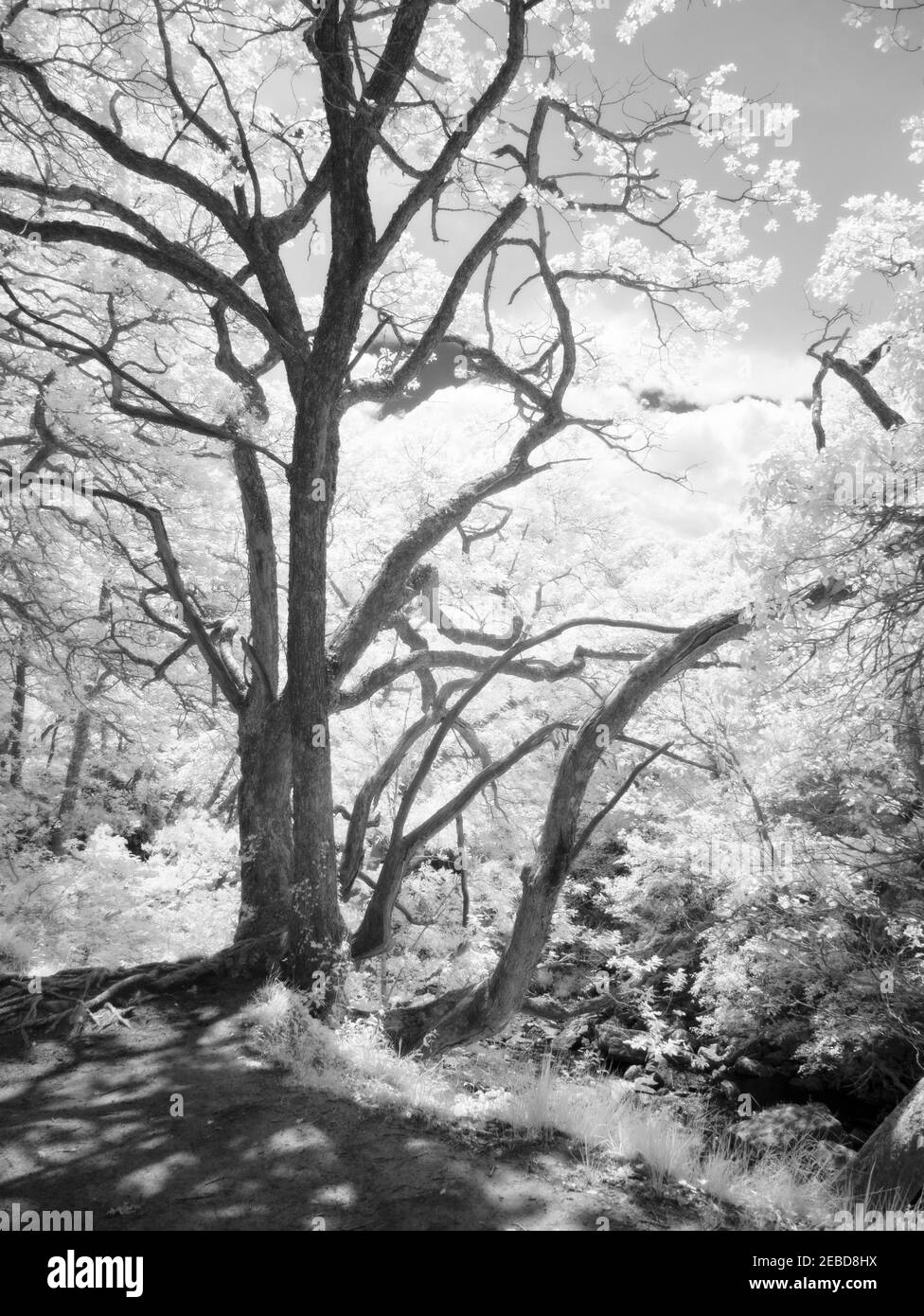 An infrared image of sunlight in a woodland in the Bannau Brycheiniog (Brecon Beacons) National Park, South Wales. Stock Photo