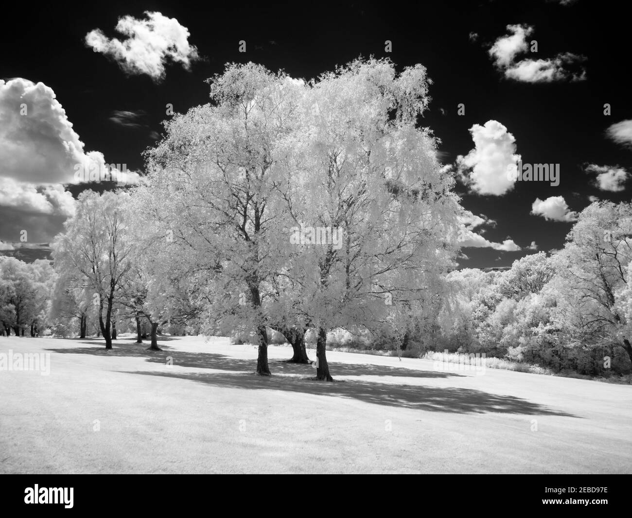 An infrared image of trees at Glynneath Golf Club at Pontneddfechan, Powys, South Wales. Stock Photo