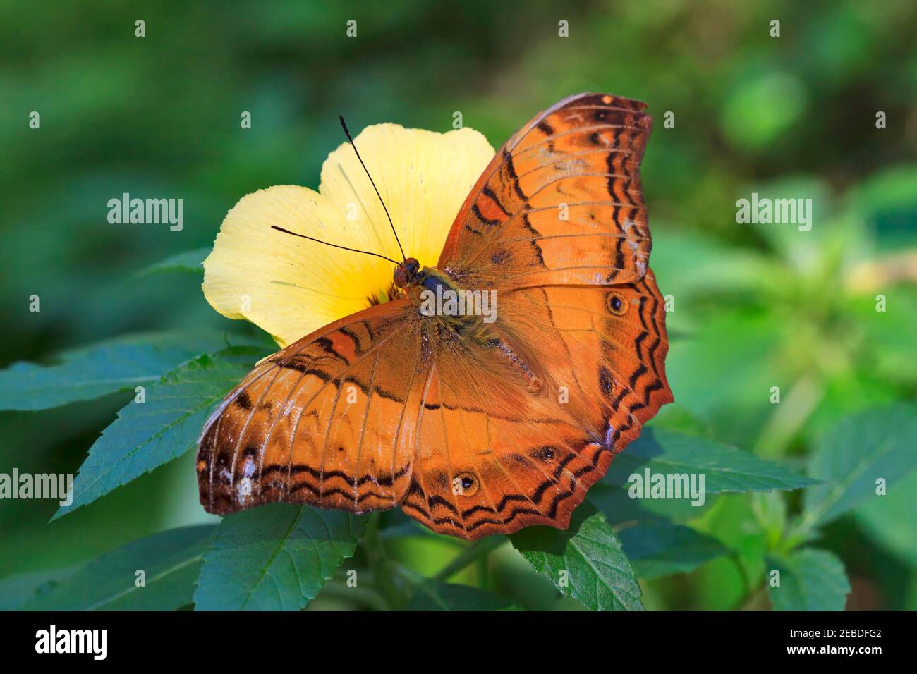 Cruiser butterfly, Vidula dejone erotella, male feeding on Turnera subulata Stock Photo