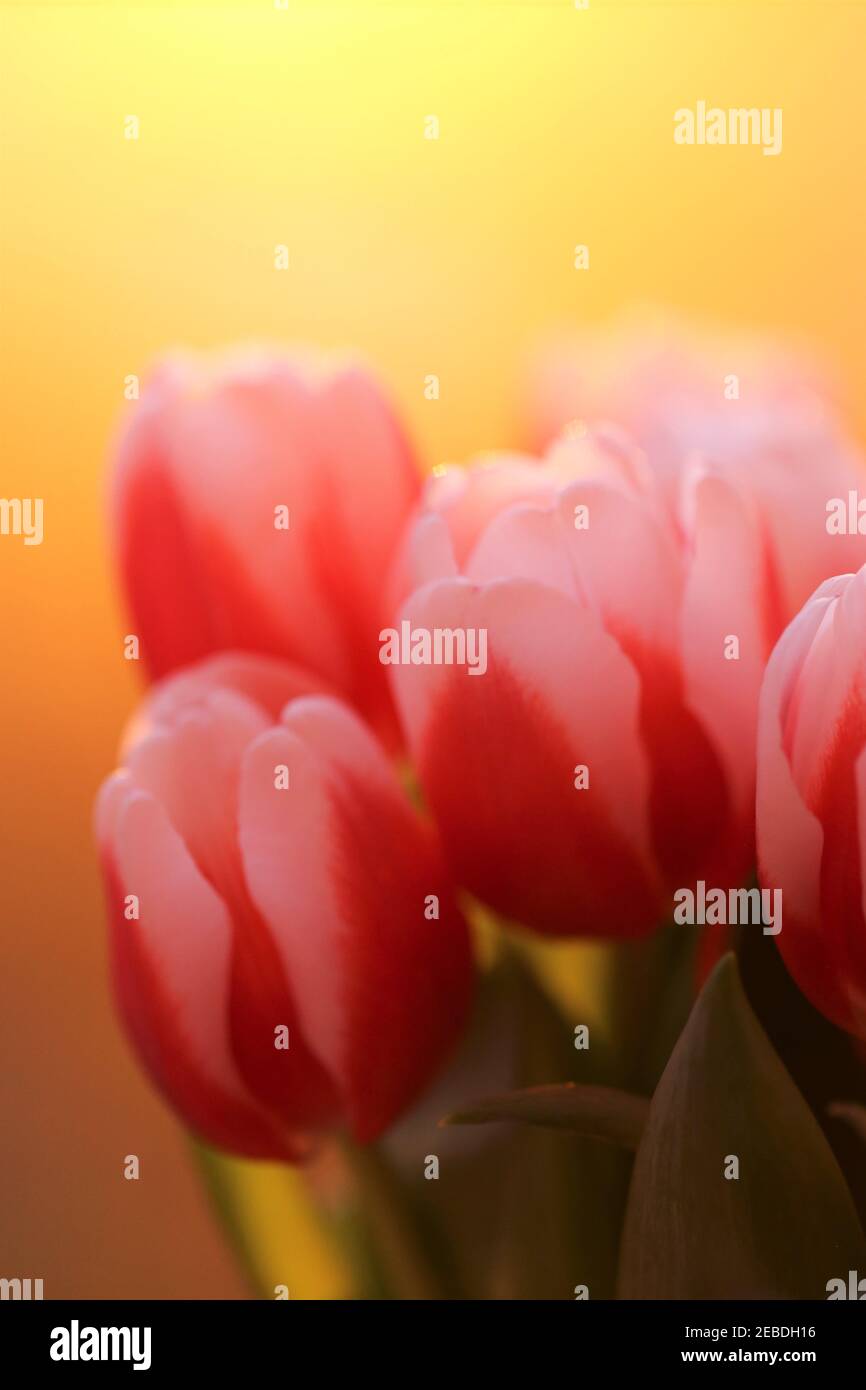 Tulip bouquet. Soft focus. Red tulips flowers on a bright orange blurred background. Flowers bouquet Stock Photo