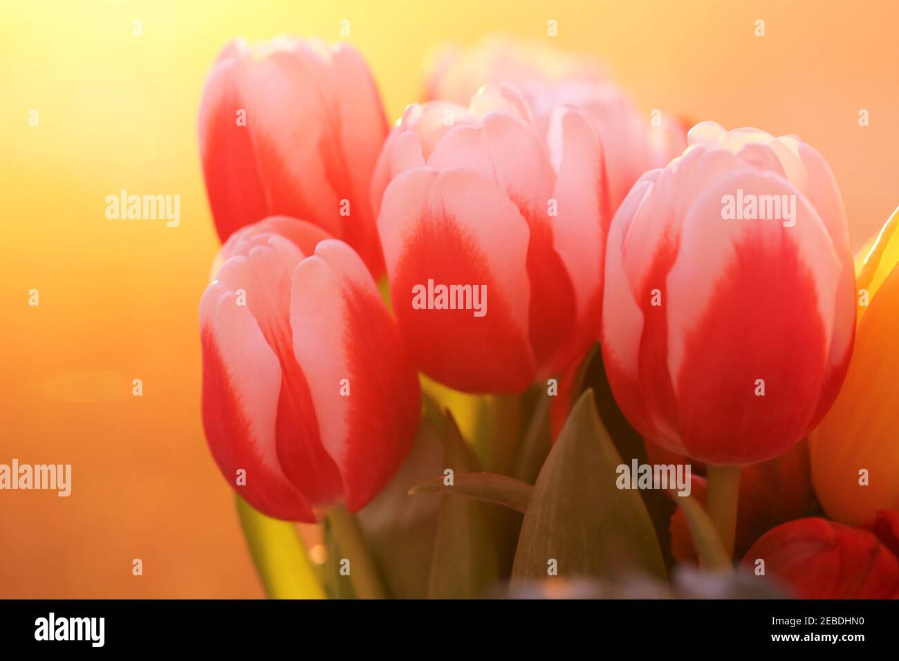 Tulip bouquet. Soft focus. Red-white tulips flowers on a bright orange blurred background. Flowers bouquet Stock Photo