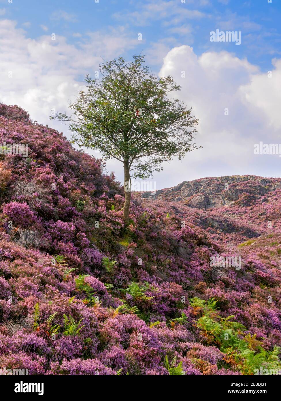 Rowan tree and heather in bloom near Great Crag and Dock Tarn, Lake District, Cumbria Stock Photo
