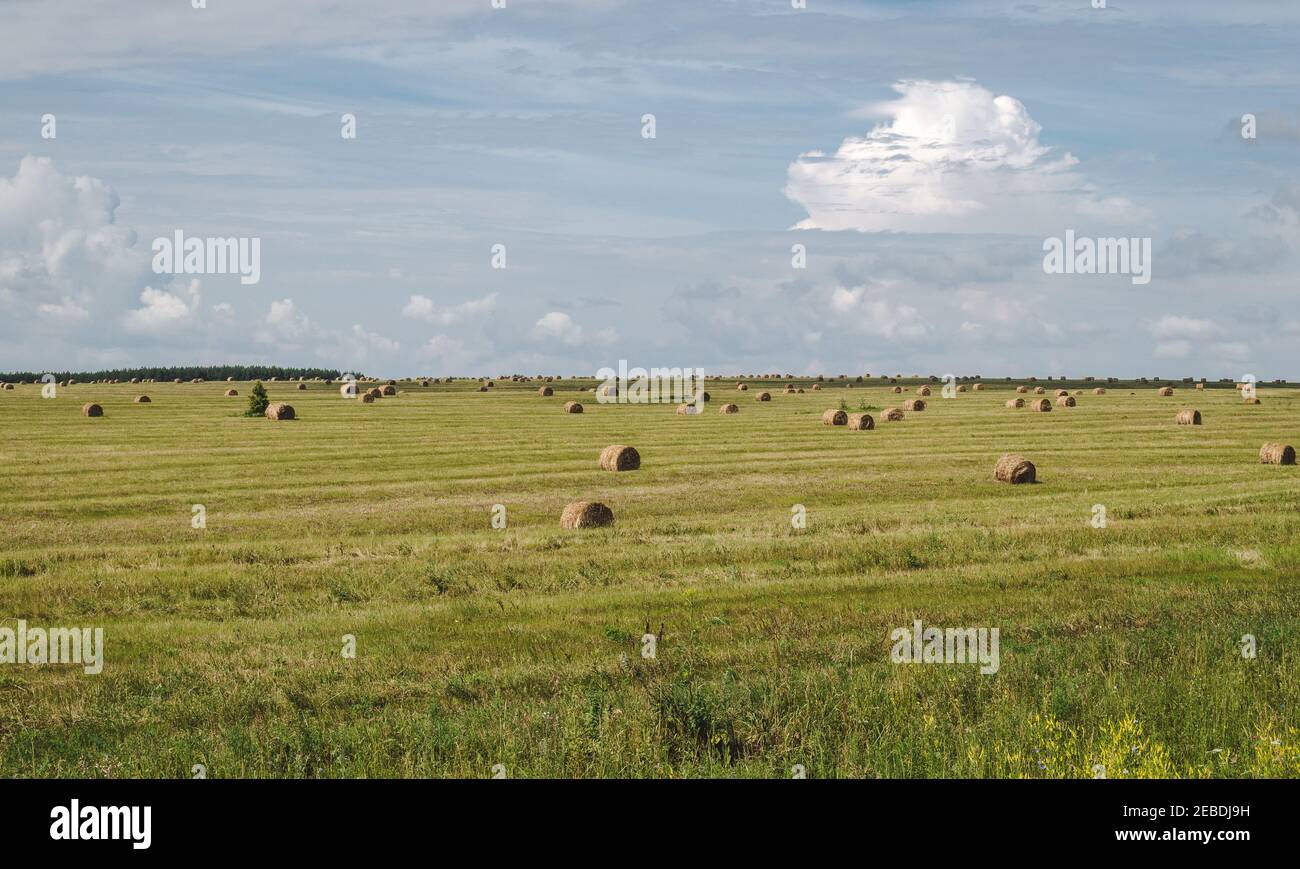 Hay bales in the farm field, agriculture, rural landscape Stock Photo ...