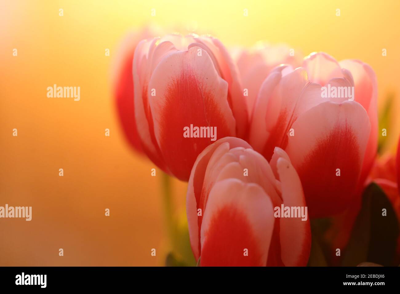 Tulip bouquet. Soft focus. Red-white tulips flowers on a orange blurred background. Flowers bouquet Stock Photo