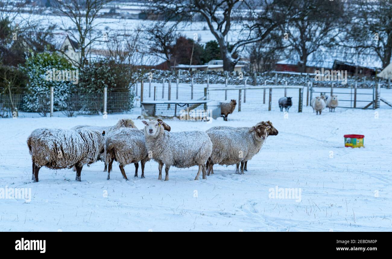 Pure bred pregnant Shetland sheep ewes in farmyard in Winter snow, East Lothian, Scotland, UK Stock Photo