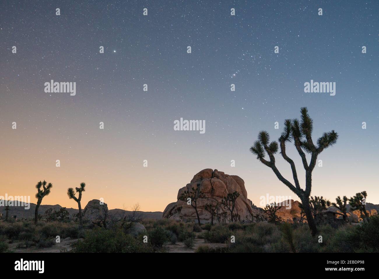 Night sky and stars with joshua trees and rocks in the background Stock ...
