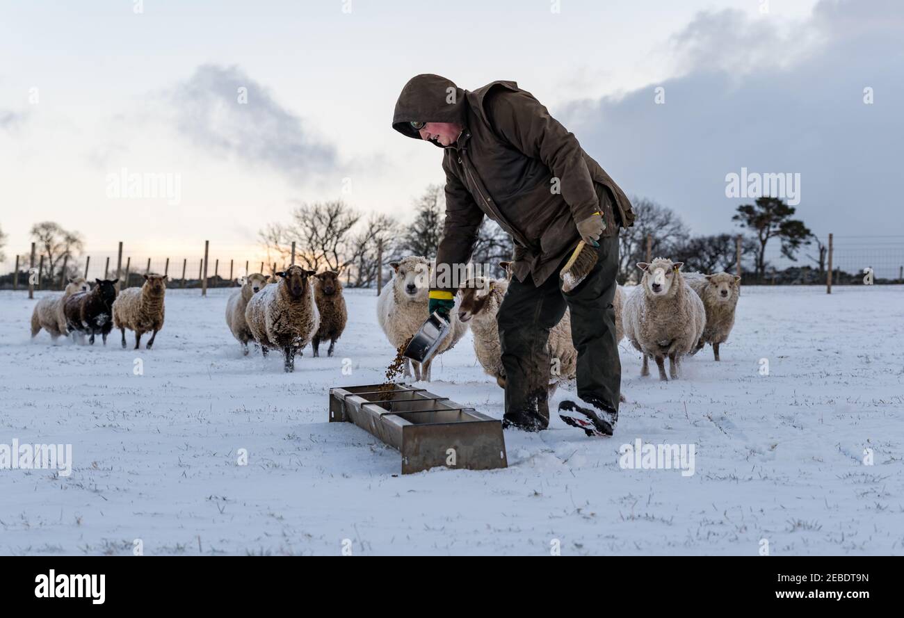 Farmer feeding pure bred pregnant Shetland sheep ewes in Winter snow, East Lothian, Scotland, UK Stock Photo