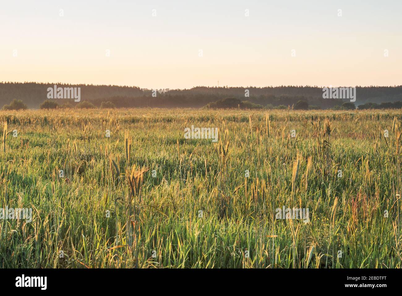 Dawn in a field with tall grass, spikelets of wheat and flowers. Stock Photo