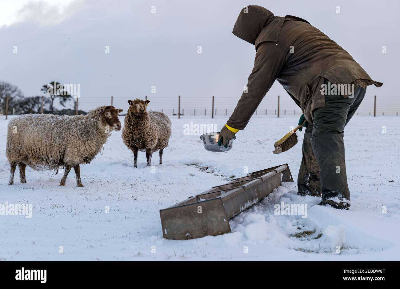 Farmer feeding pure bred pregnant Shetland sheep ewes in Winter snow, East Lothian, Scotland, UK Stock Photo