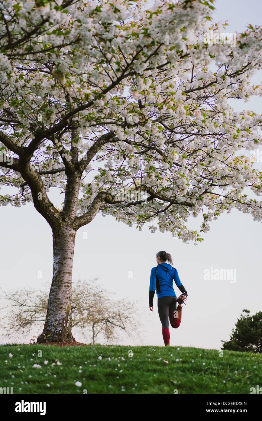 An athletic woman stretches legs under a cherry blossom tree in a park  Stock Photo - Alamy