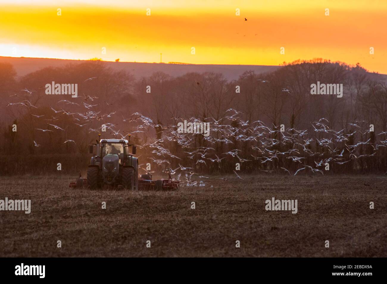 Winterborne Came, Dorset, UK.  12th February 2021.  UK Weather.  A farmer with his tractor in a field preparing the soil for seeding is followed by a large flock of birds looking for food at Winterborne Came near Dorchester in Dorset at sunset at the end of a freezing cold day.  Picture Credit: Graham Hunt/Alamy Live News Stock Photo