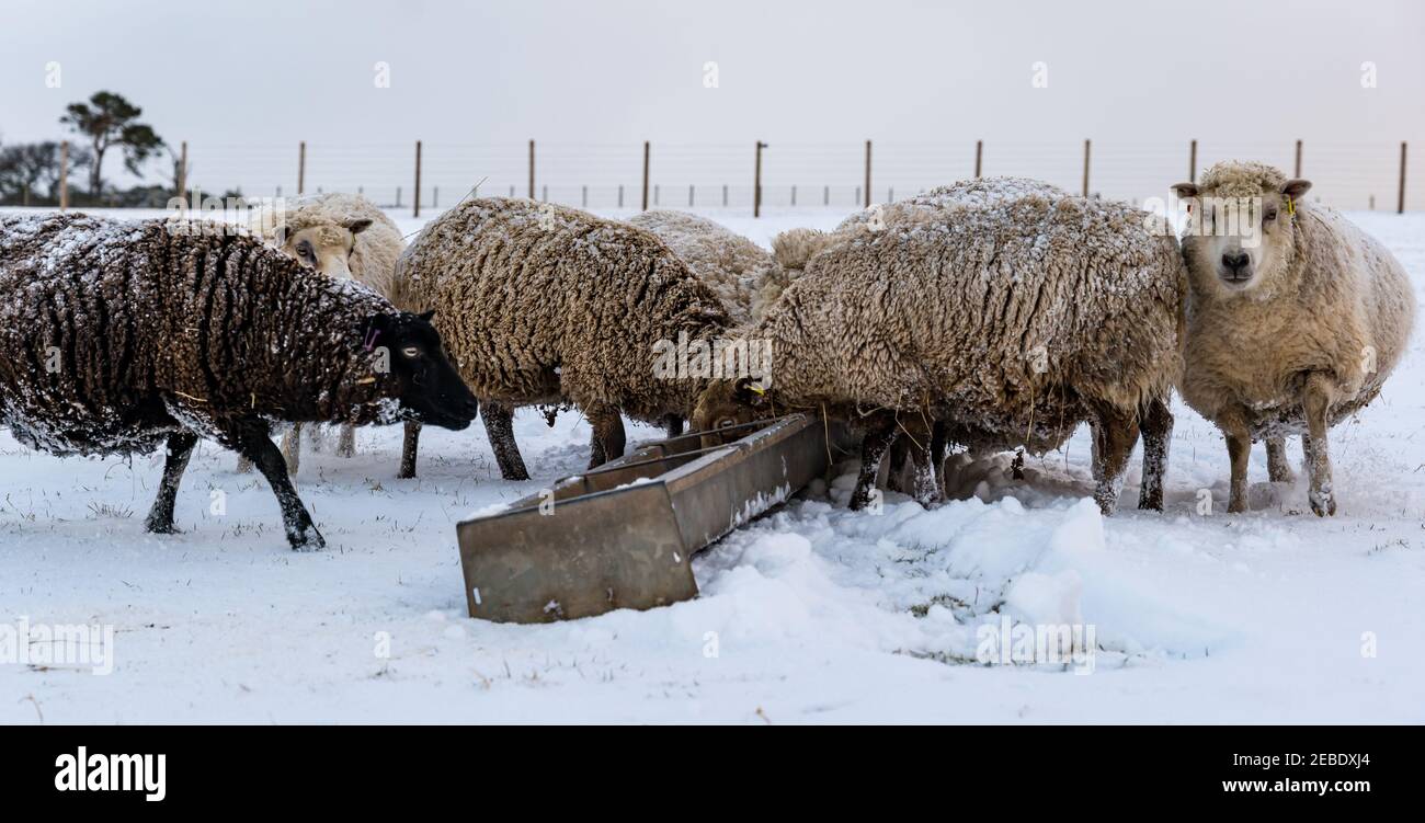 Pure bred pregnant Shetland sheep ewes eating from trough in Winter snow, East Lothian, Scotland, UK Stock Photo