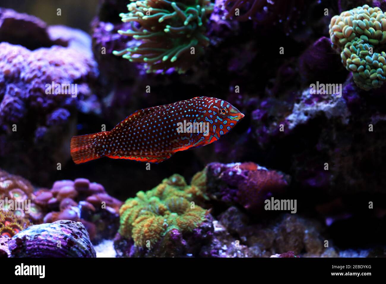 Ornate Leopard Wrasse - (Macropharyngodon ornatus) Stock Photo