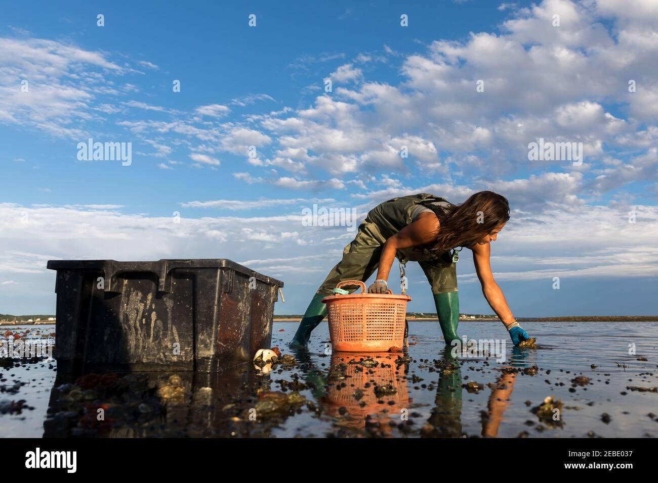 Wellfleet oyster hires stock photography and images Alamy