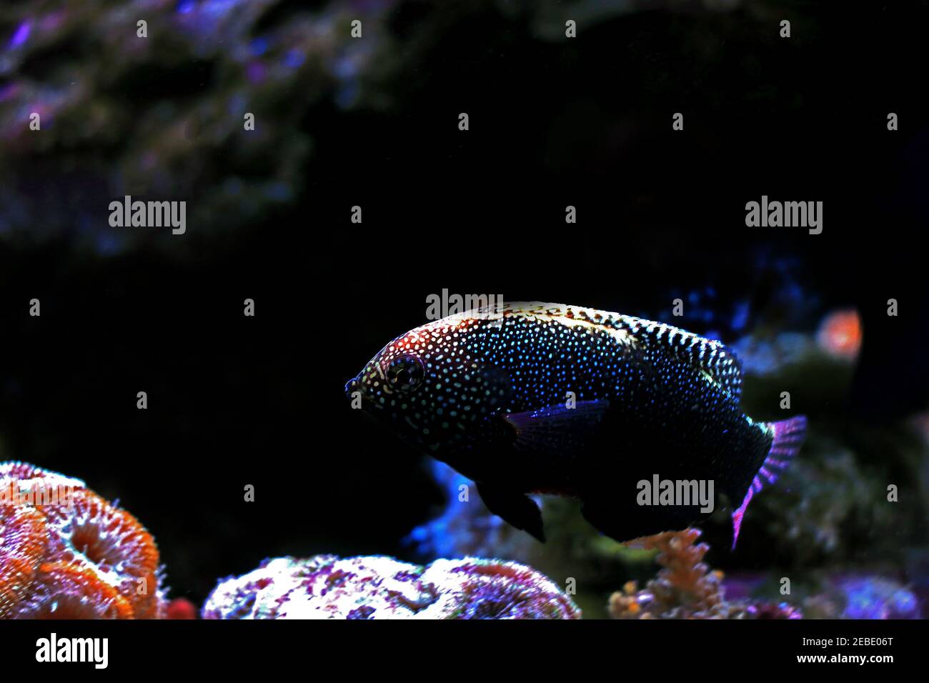 Yellow-spotted Black Leopard Wrasse - Macropharyngodon negrosensis Stock Photo