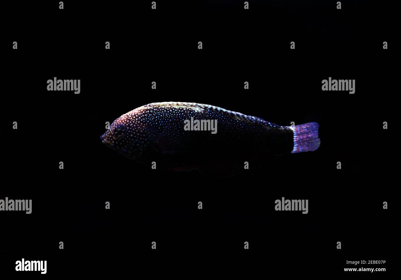 Yellow-spotted Black Leopard Wrasse - Macropharyngodon negrosensis Stock Photo