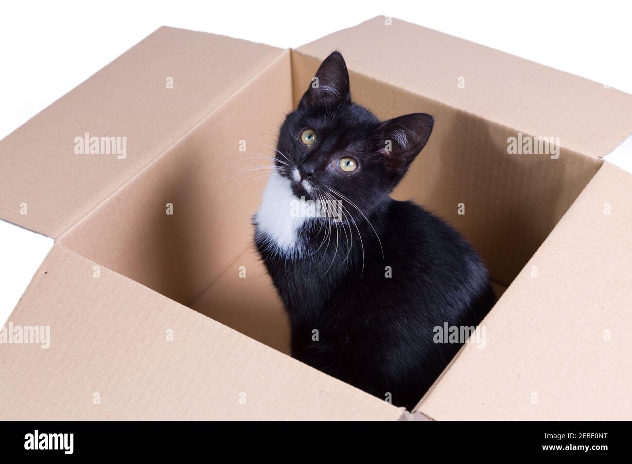 A cute three month old black tuxedo kitten in a cardboard box looking up in an innocent way. Stock Photo
