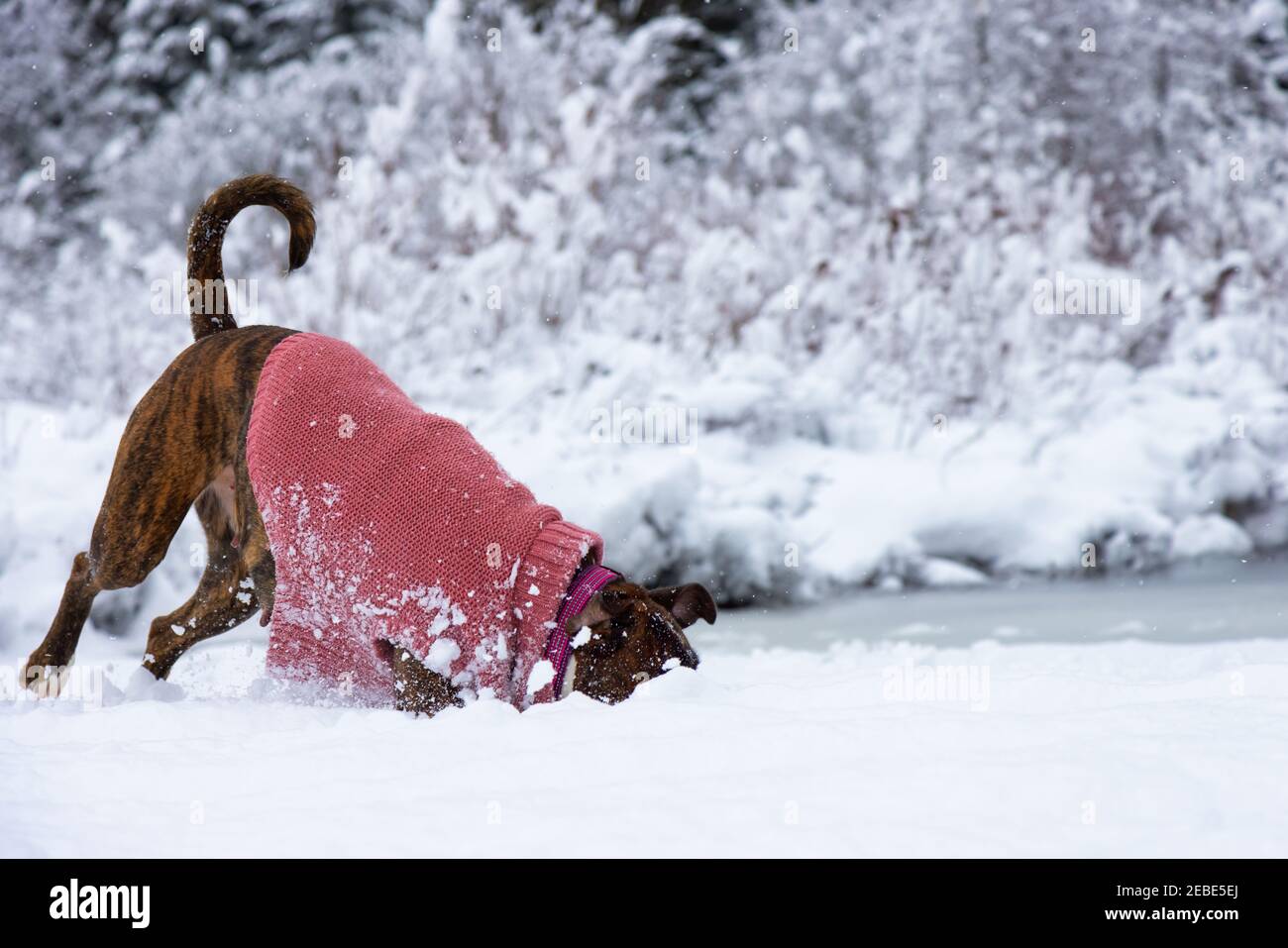 Dog playing in the snow Stock Photo - Alamy