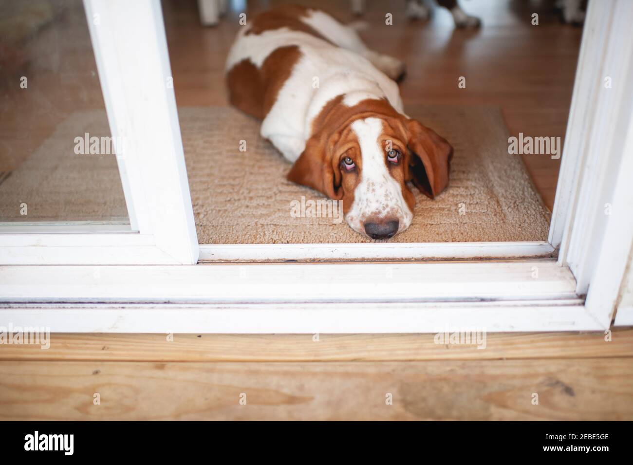Basset hound dog lays in front of sliding door with cute expression