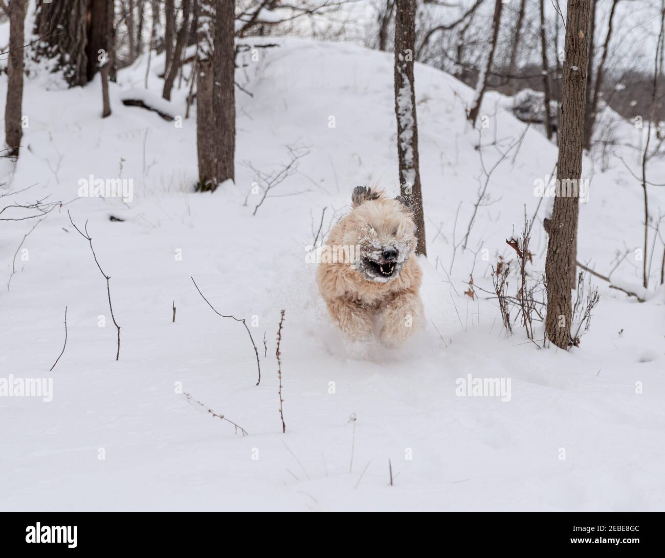 Excited wheaten terrier dog running wildly through snowy wooded area. Stock Photo