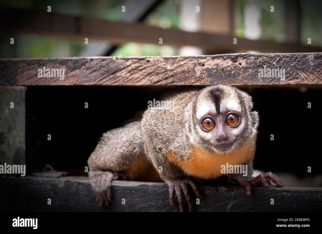 An owl monkey plays on a porch in Mocagua, Amazonas, Colombia. Stock Photo