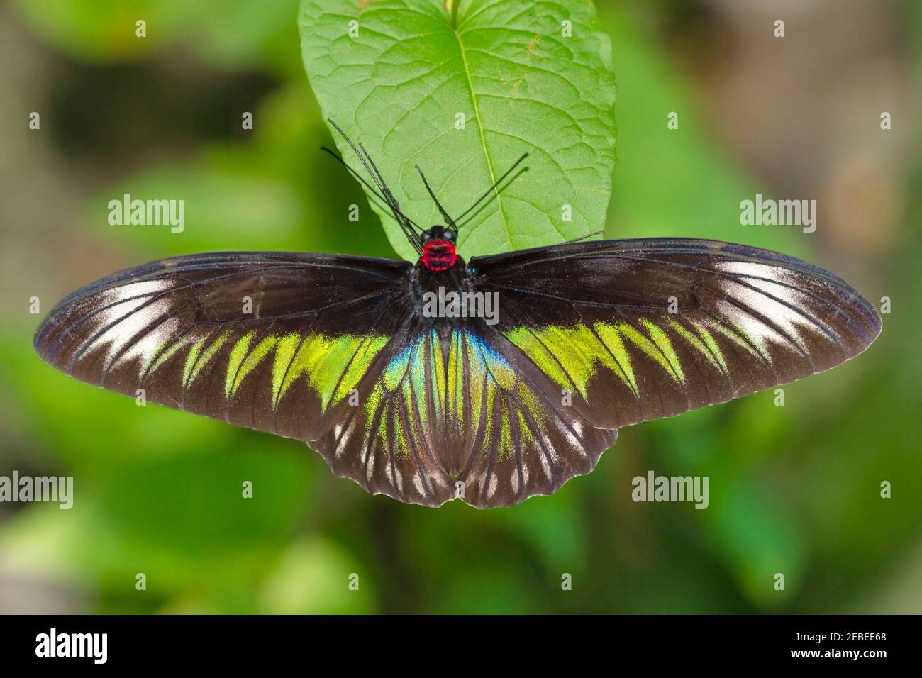Rajah Brooke's Birdwing Butterfly (Trogonoptera brookiana), female. The Rajah Brooke is the National Butterfly of Malaysia. Stock Photo