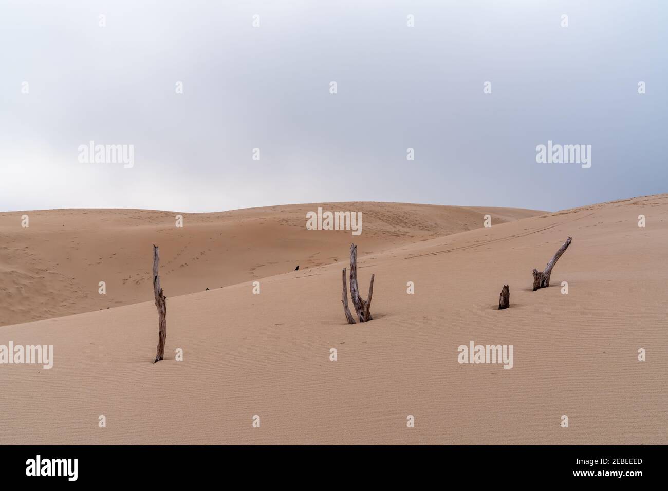 wild desert landscape and large sand dune with under an overcast evening sky with dead trees in the foreground Stock Photo