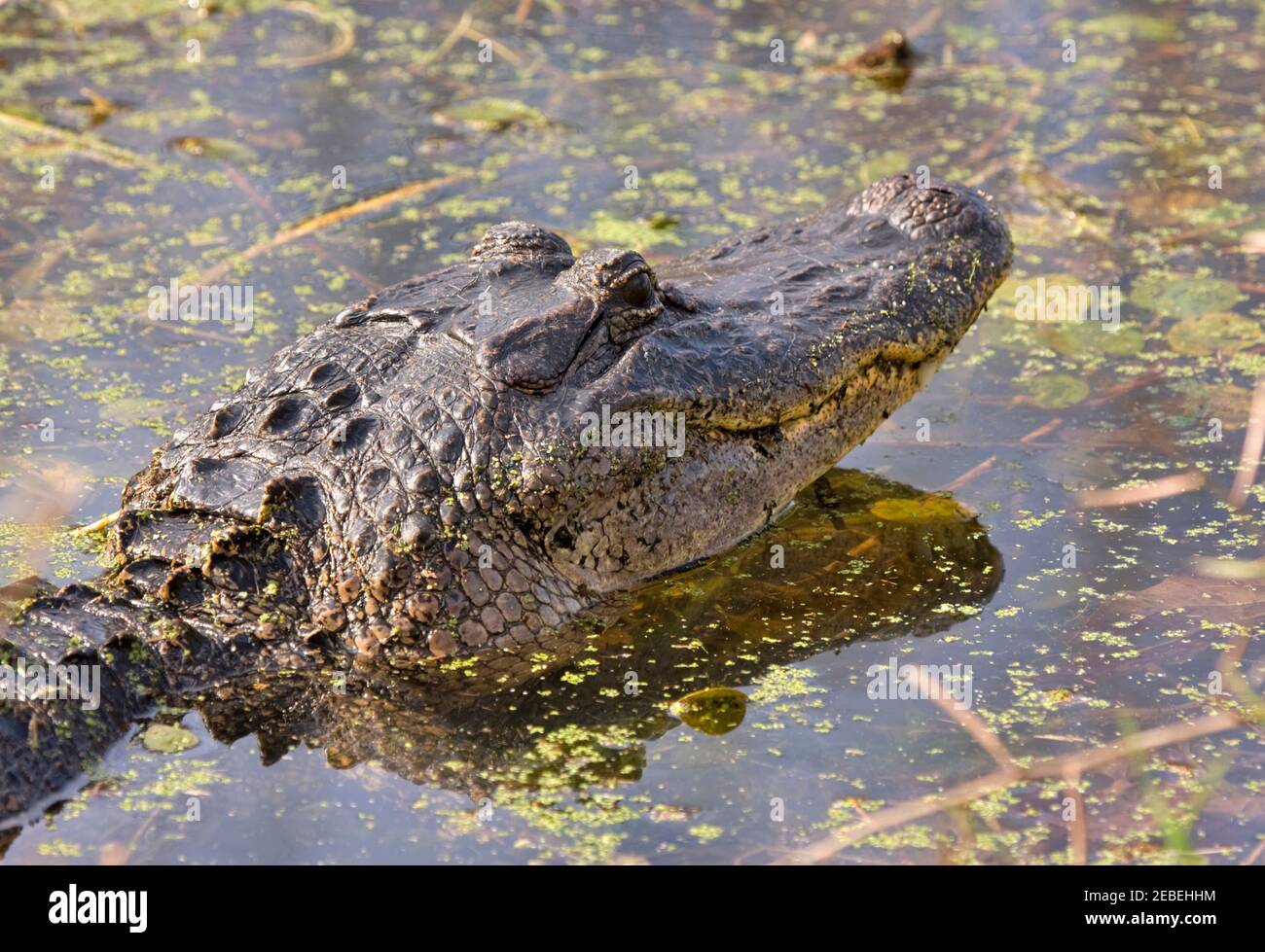 A small American alligator lifts its head out of the water at Brazos Bend State Park in Texas.  Alligators are considered an apex predator. Stock Photo