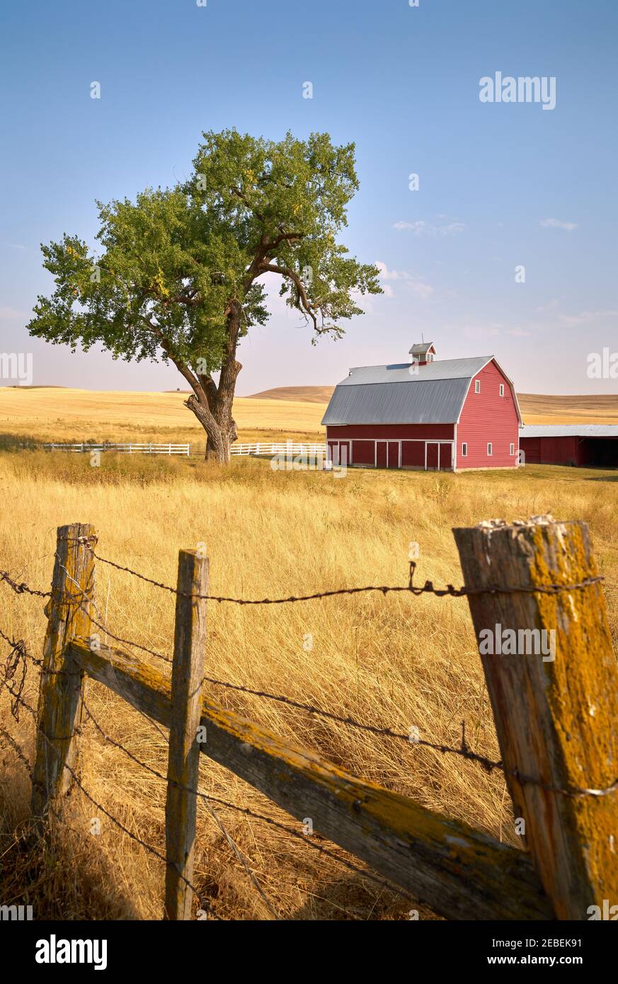 Red Barn Tree and Fence vertical. A bright red barn on a hill in the