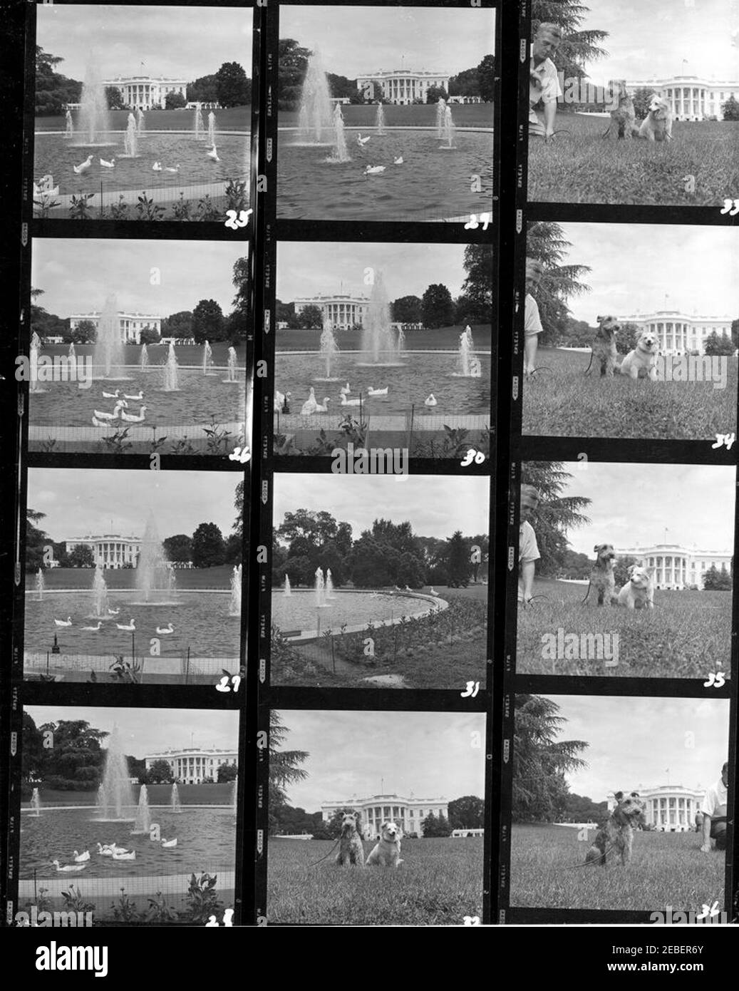 Kennedy family dogs Black and White Stock Photos & Images Alamy