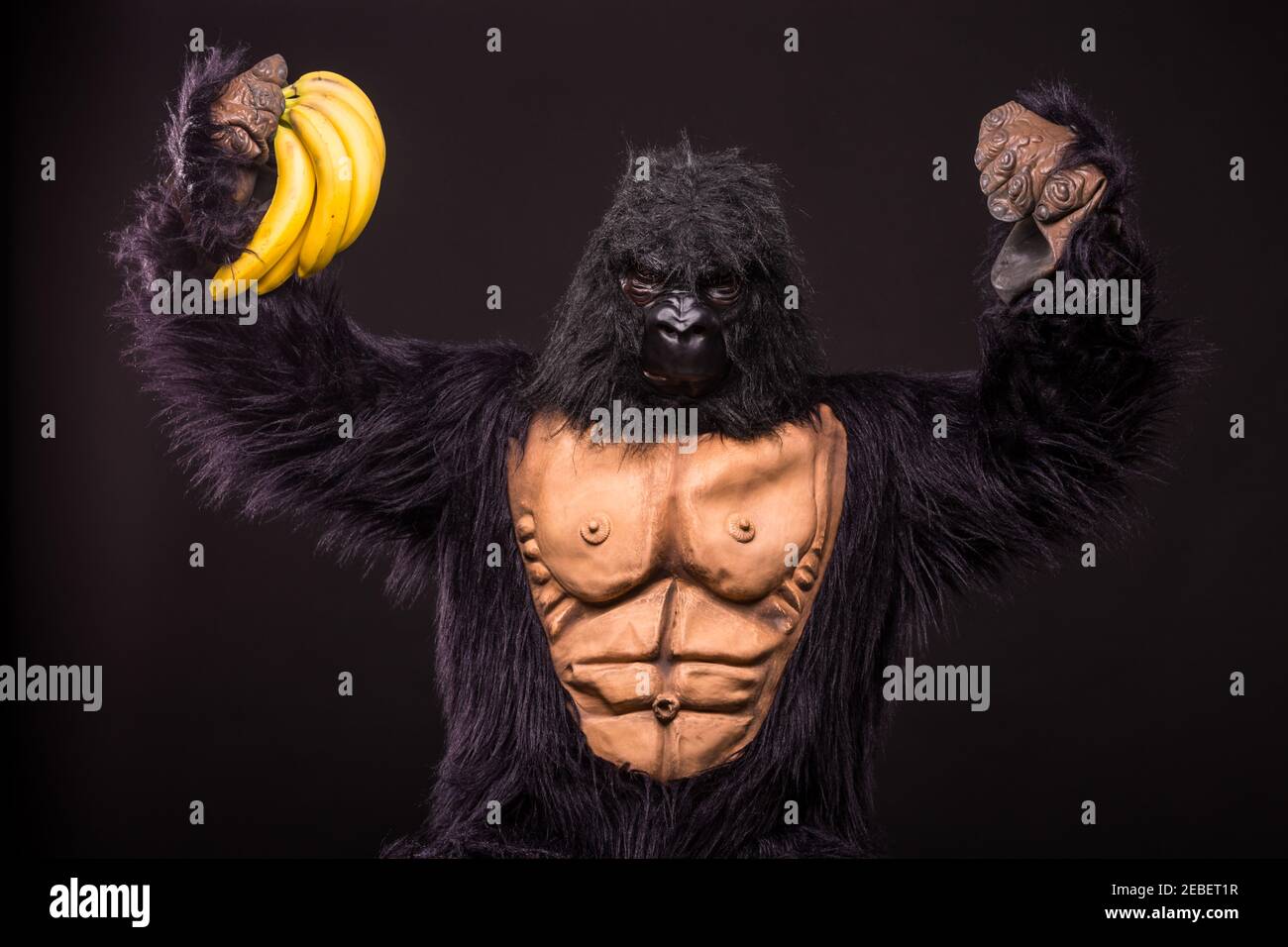 gorilla in studio with  banana Stock Photo