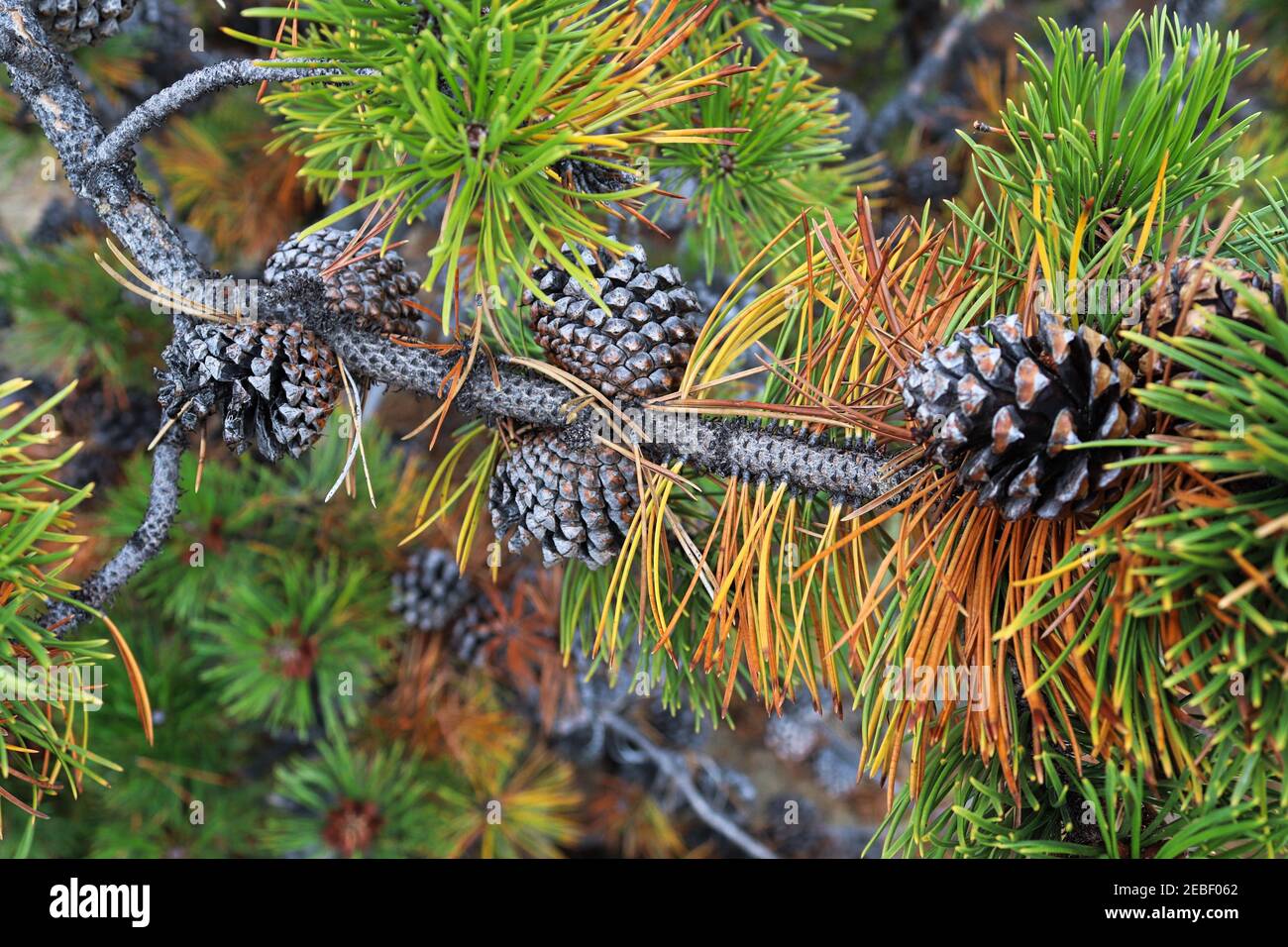 Closeup of pine cones on branches with orange needles Stock Photo