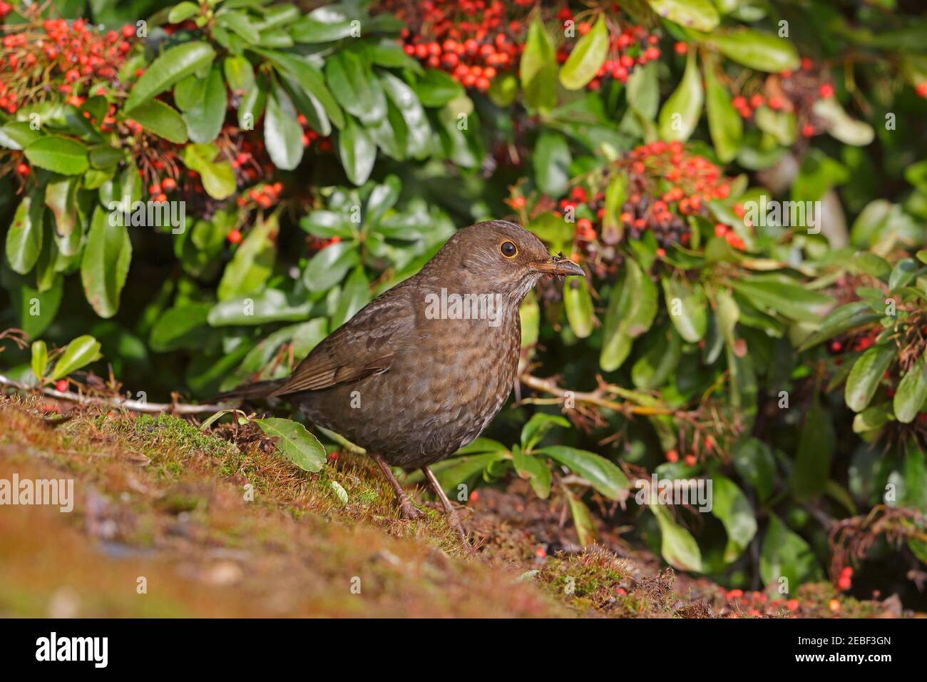 Female Blackbird perched on Pyracantha with berries Forest of Dean UK Stock Photo