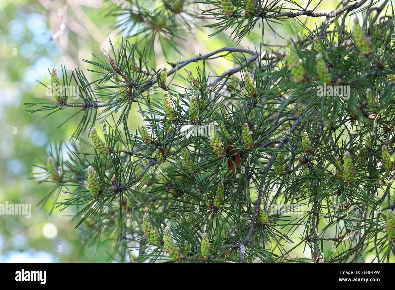Lower branches of a pine tree covered in male cones Stock Photo