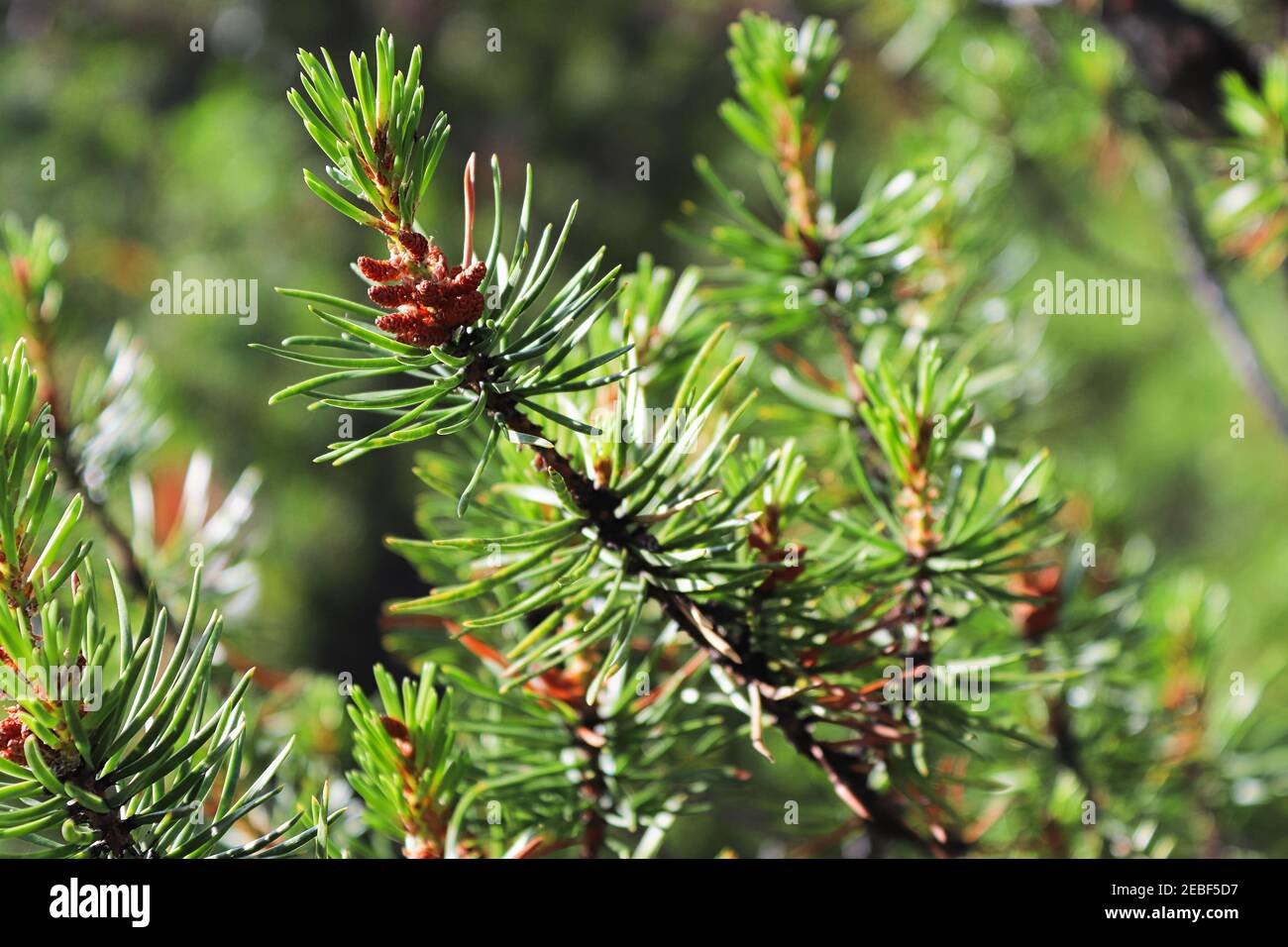 Male pollen cones on a Wiethorst Pine tree Stock Photo